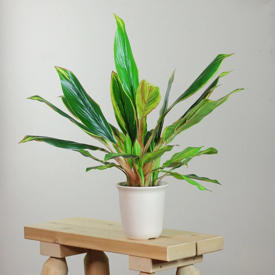 * Artificial Plants | Artificial Plants Northlight Seasonal 25 Artificial Dracaena Potted Plant